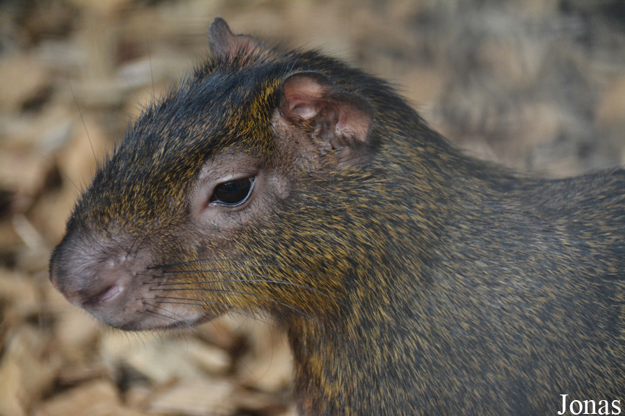 Dasyprocta sp.