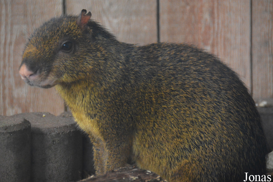Dasyprocta sp.