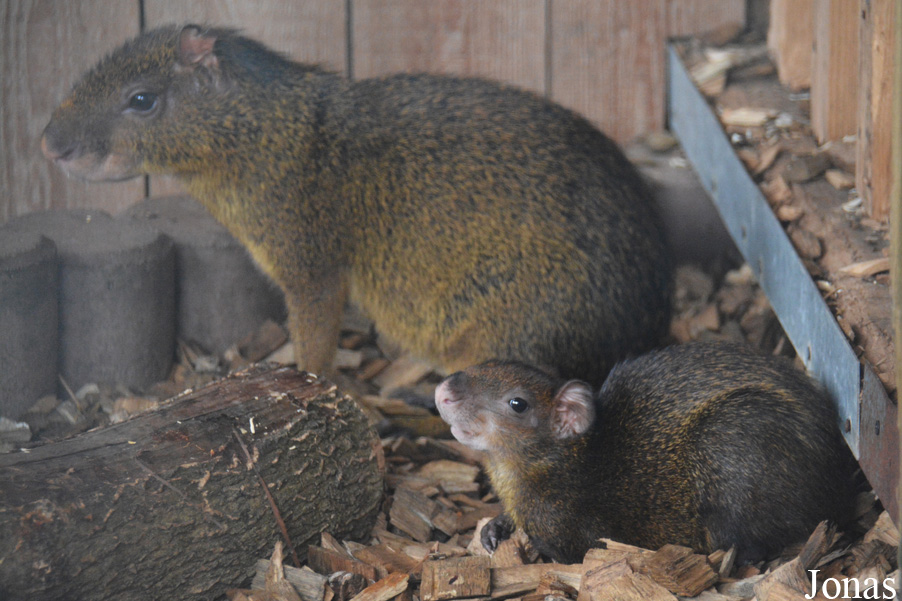 Dasyprocta sp.