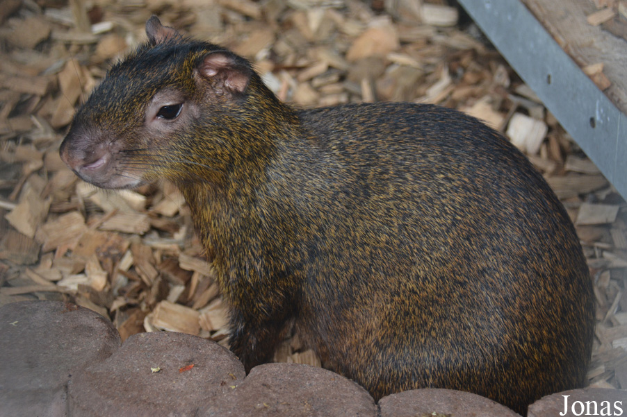 Dasyprocta sp.