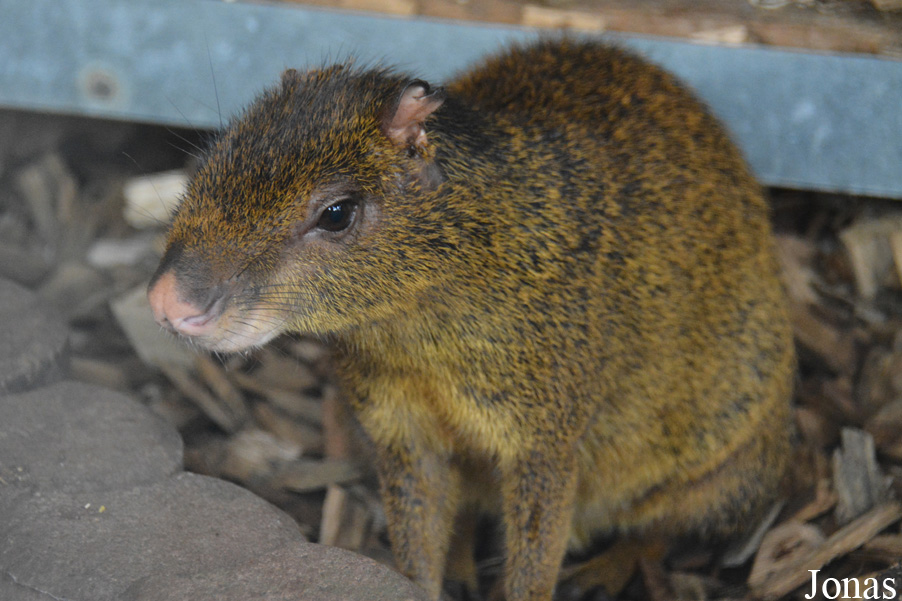 Dasyprocta sp.