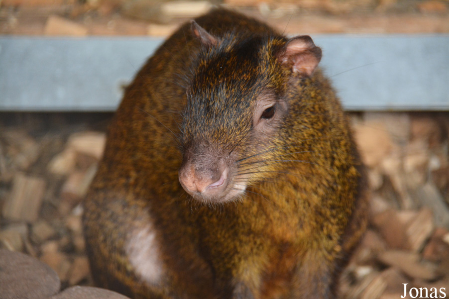 Dasyprocta sp.