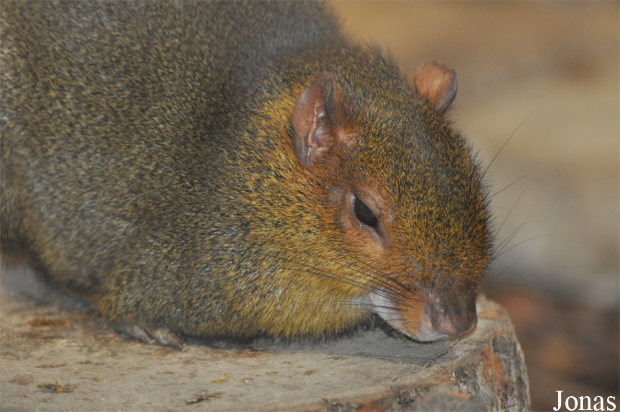 Myoprocta pratti
