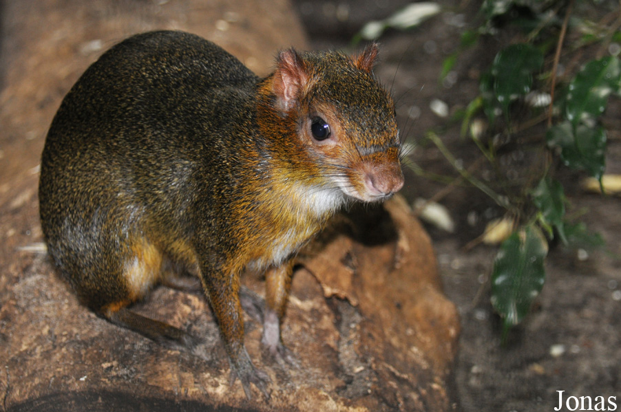 Myoprocta pratti