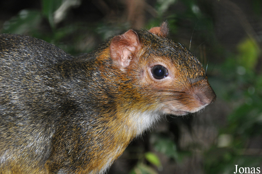 Myoprocta pratti