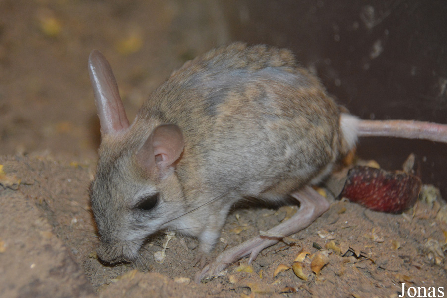 Orientallactaga sibirica