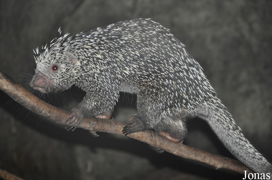 Coendou prehensilis