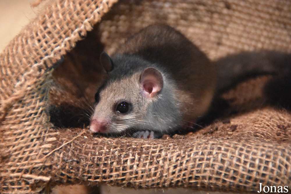 Glis glis