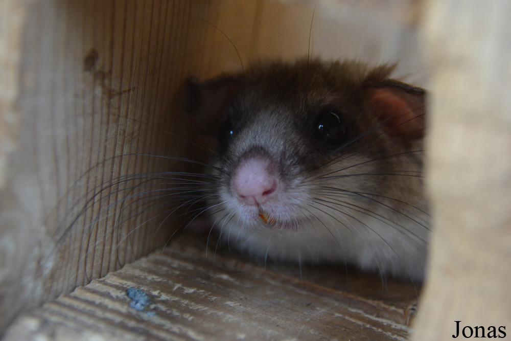 Glis glis
