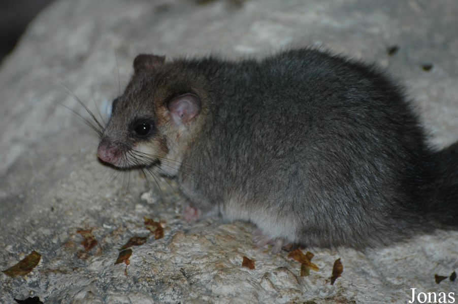 Glis glis