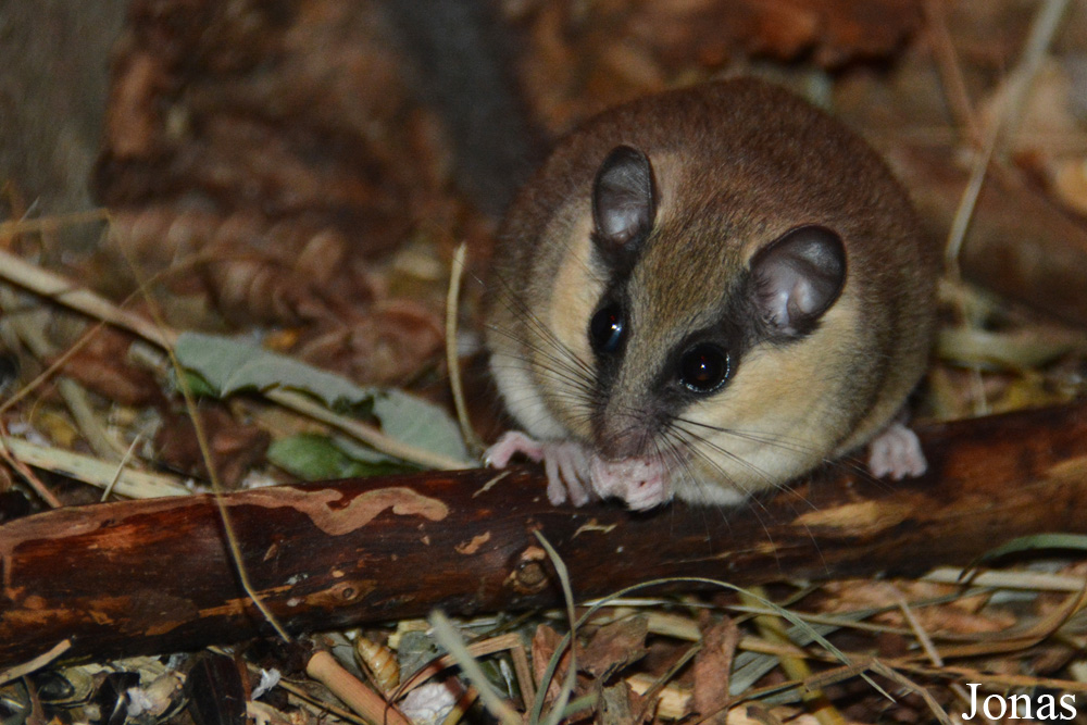 Dryomys nitedula