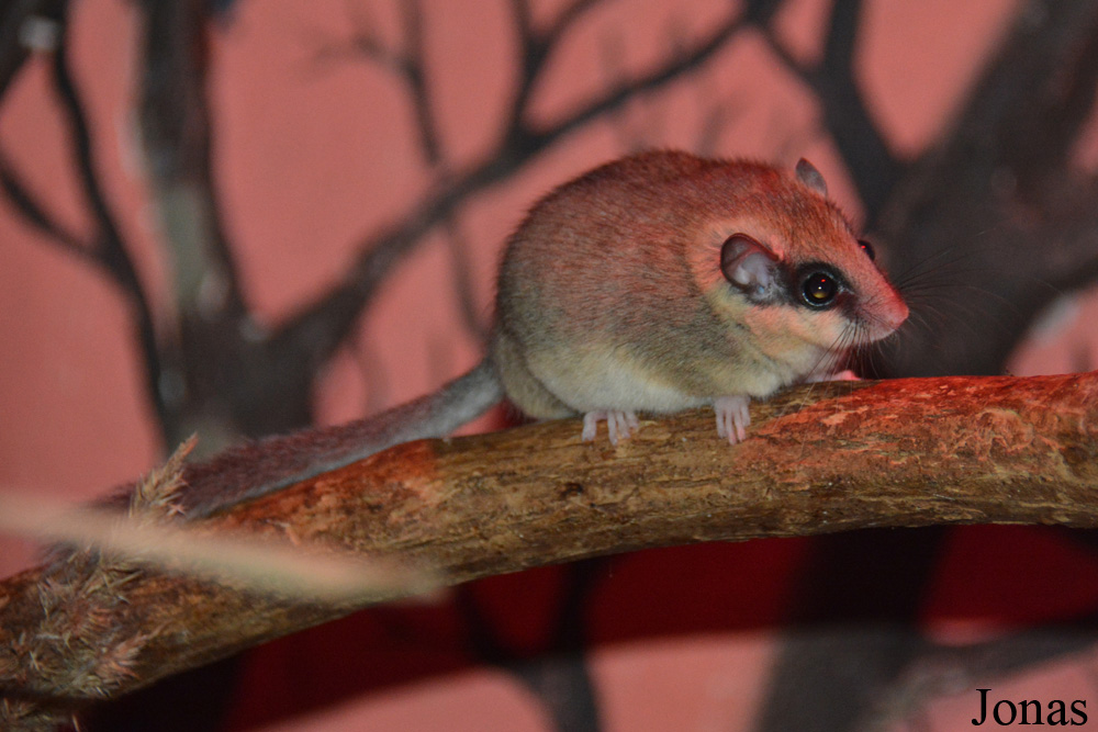 Dryomys nitedula