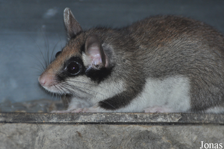 Eliomys quercinus
