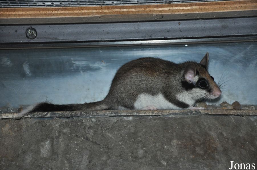 Eliomys quercinus