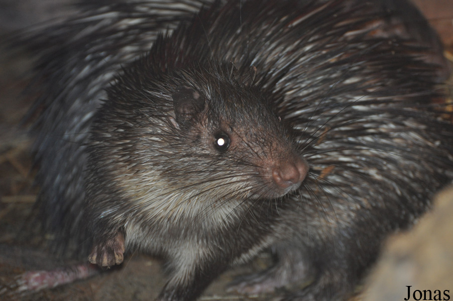 Atherurus africanus