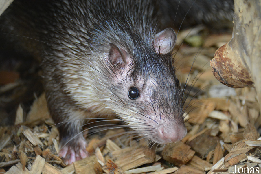 Atherurus africanus