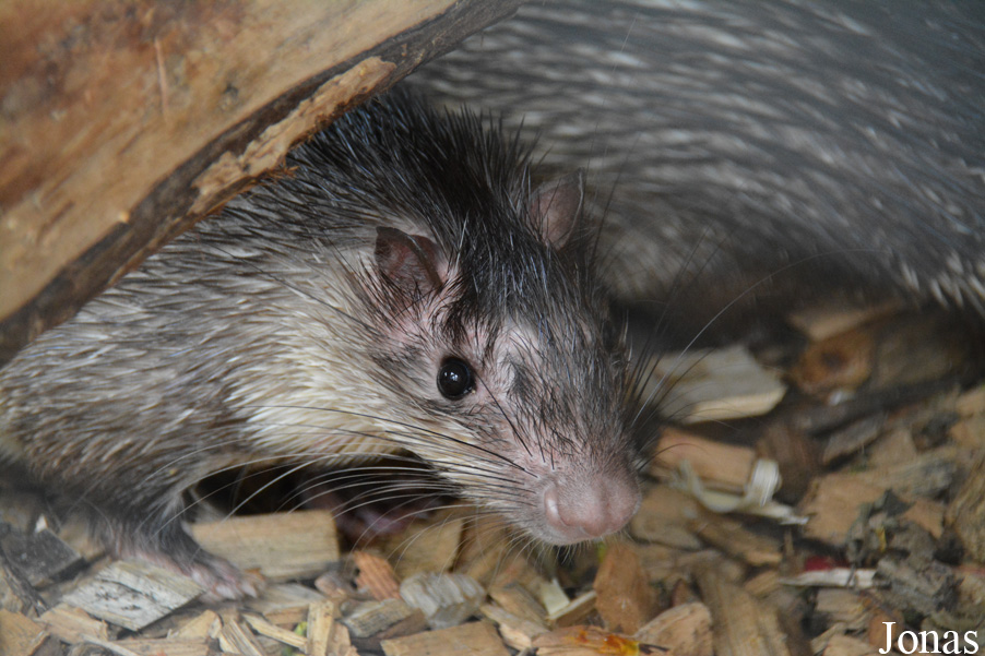 Atherurus africanus