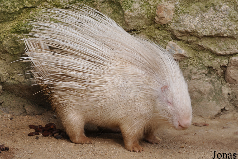 Hystrix indica