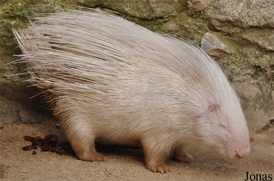 Hystrix indica