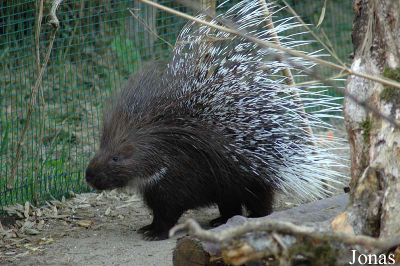 Hystrix indica