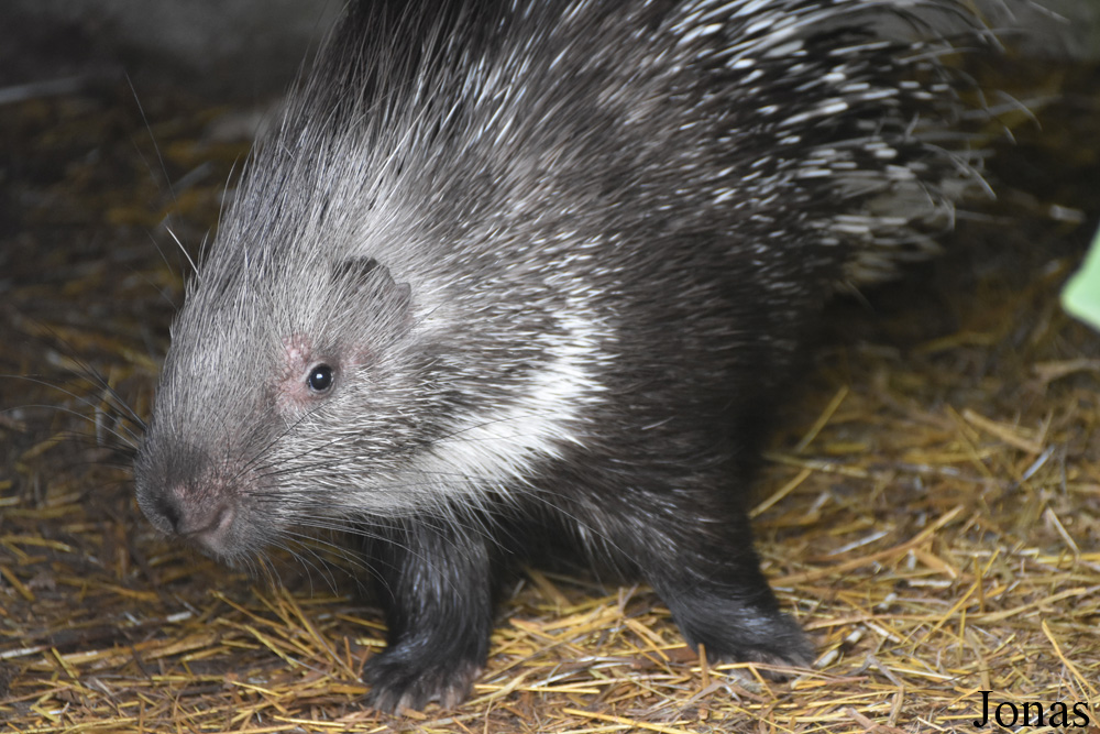 Hystrix indica
