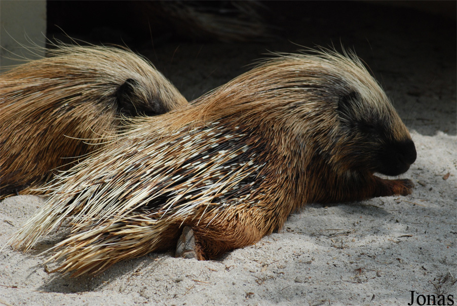 Hystrix sp.