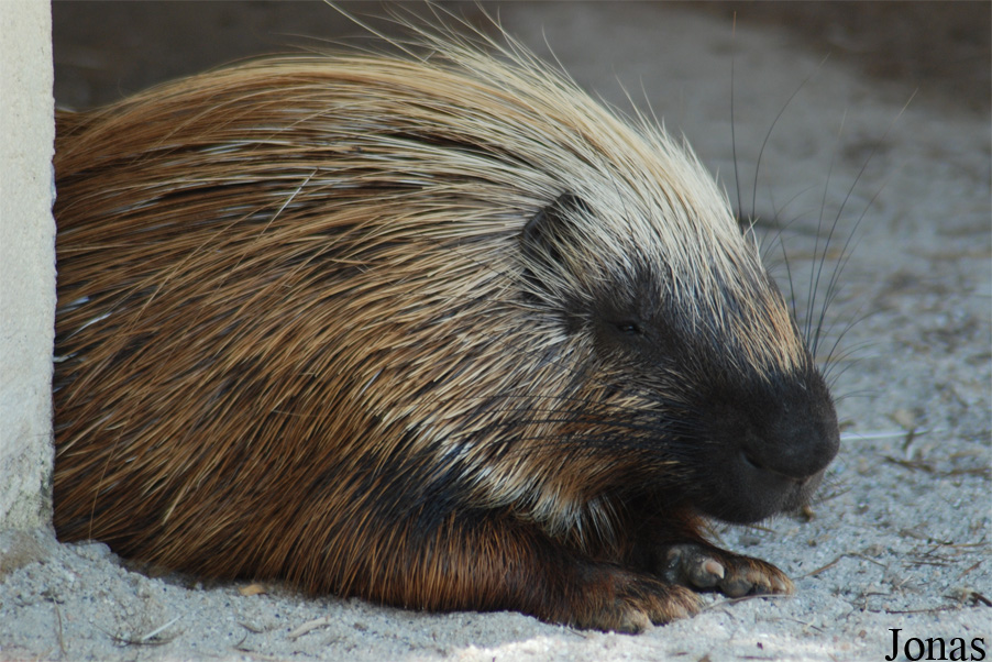 Hystrix sp.