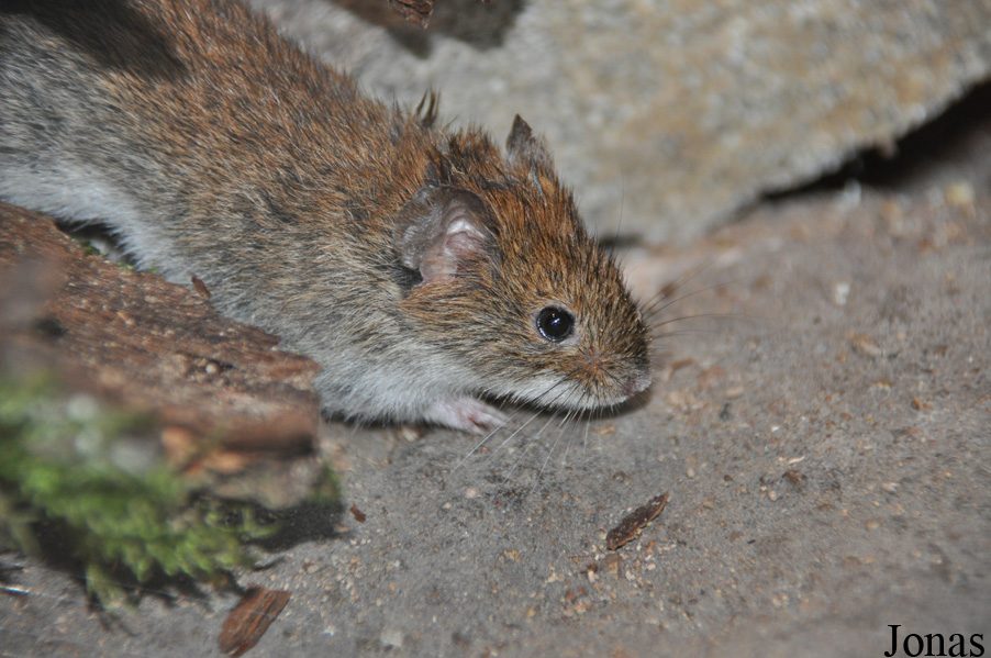 Microtus agrestis