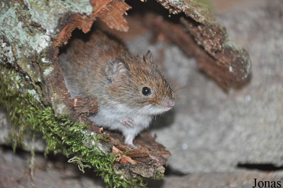Microtus agrestis