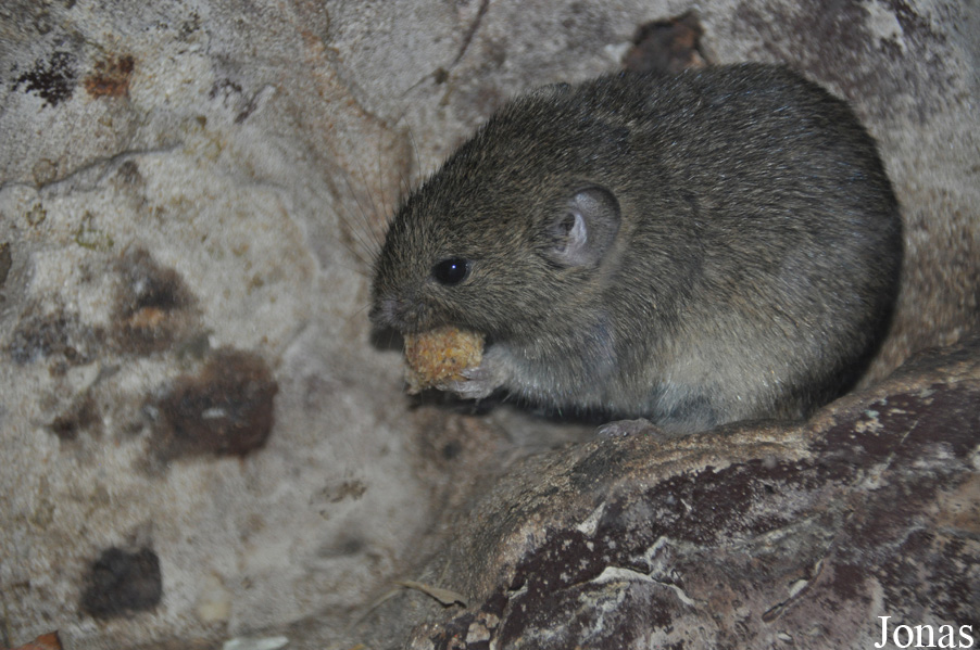 Microtus guentheri philistinus