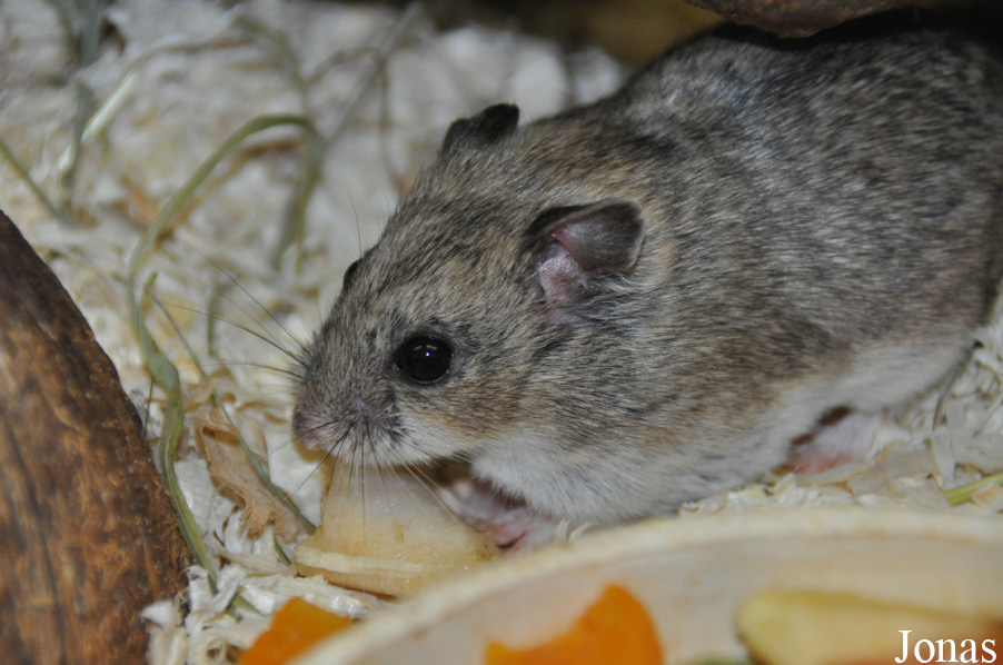 Cricetulus barabensis griseus