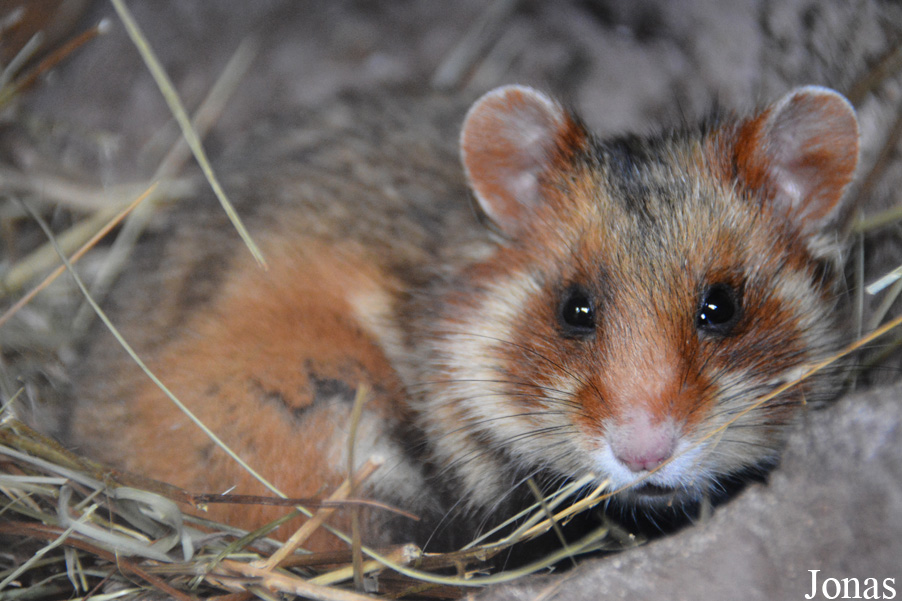 Cricetus cricetus