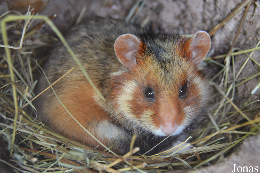 Cricetus cricetus