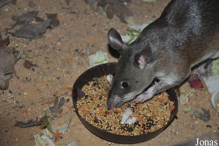 Cricetomys emini