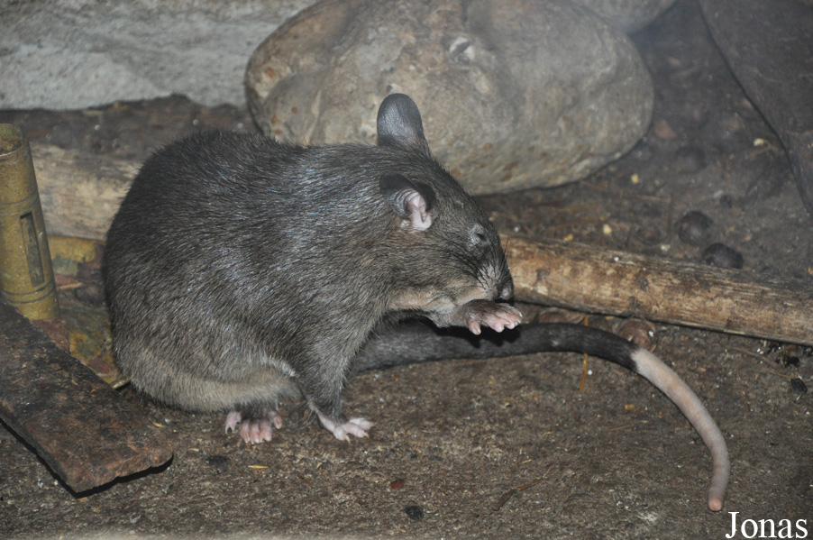 Cricetomys gambianus