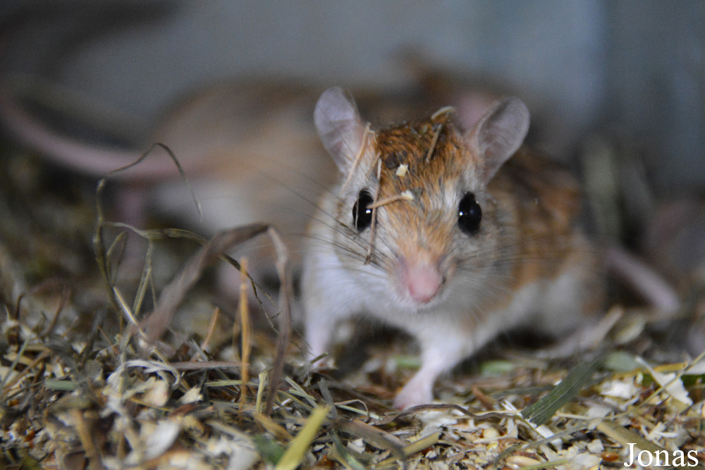 Gerbillus campestris