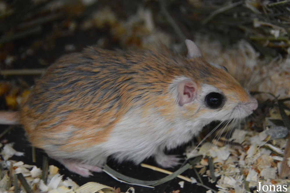 Gerbillus floweri