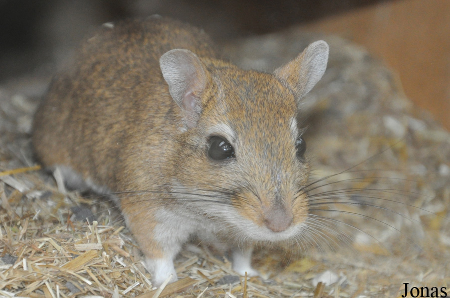 Meriones persicus