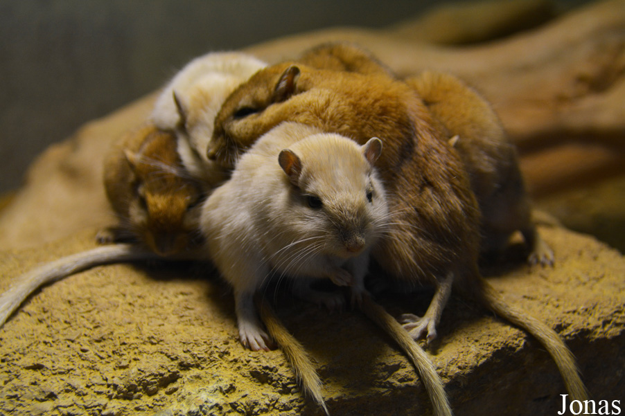 Meriones unguiculatus