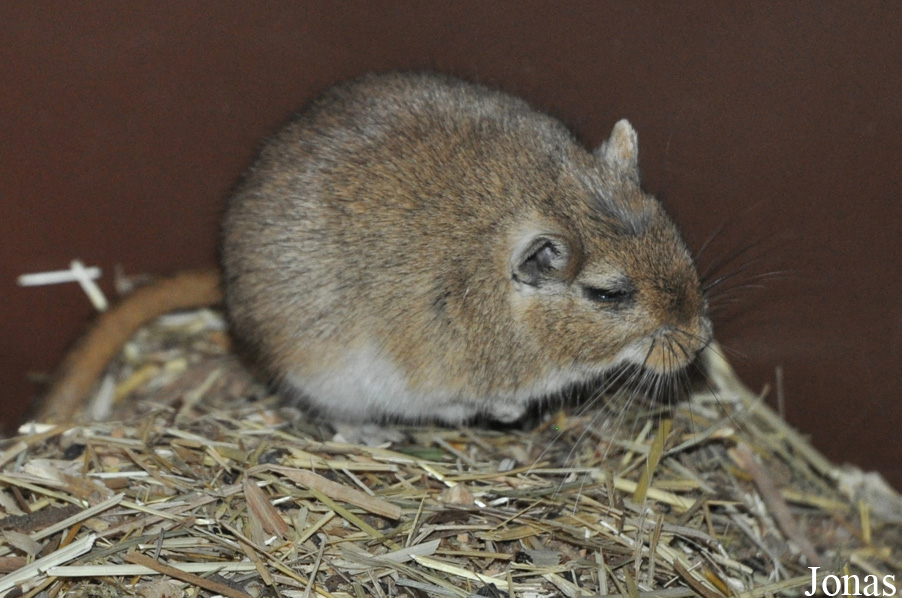 Meriones unguiculatus