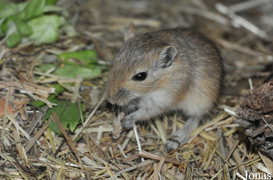 Meriones unguiculatus