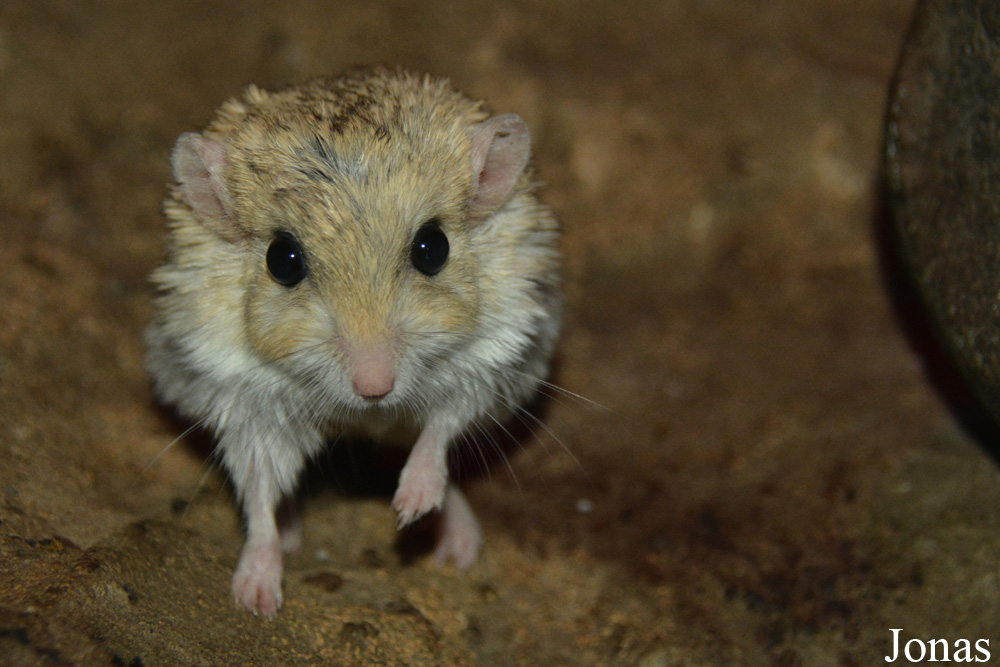 Pachyuromys duprasi