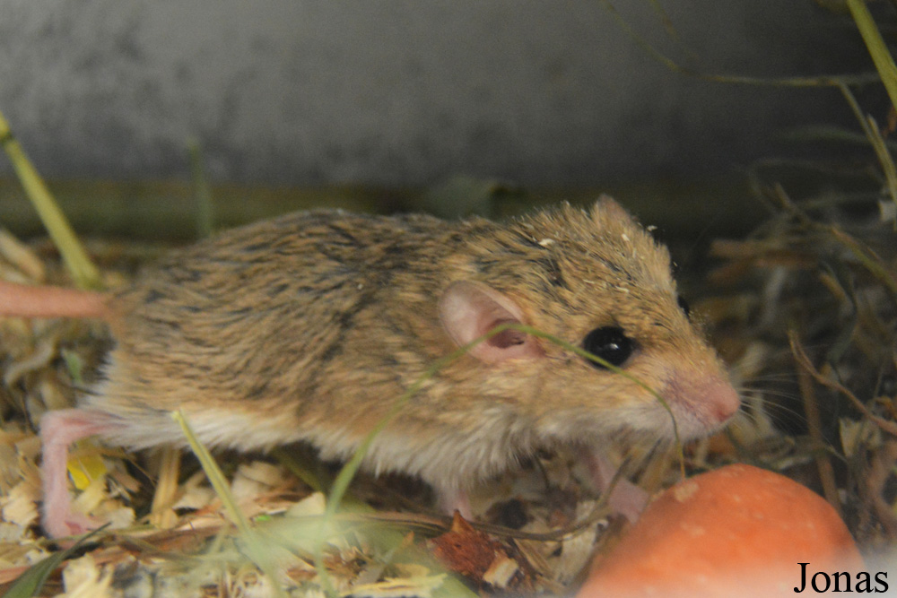 Pachyuromys duprasi