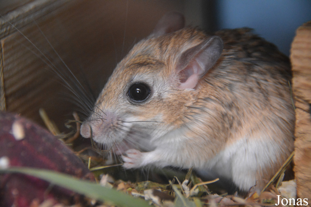 Sekeetamys calurus