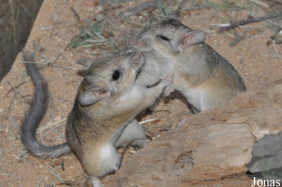 Sekeetamys calurus