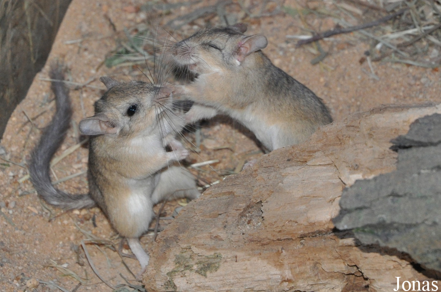Sekeetamys calurus
