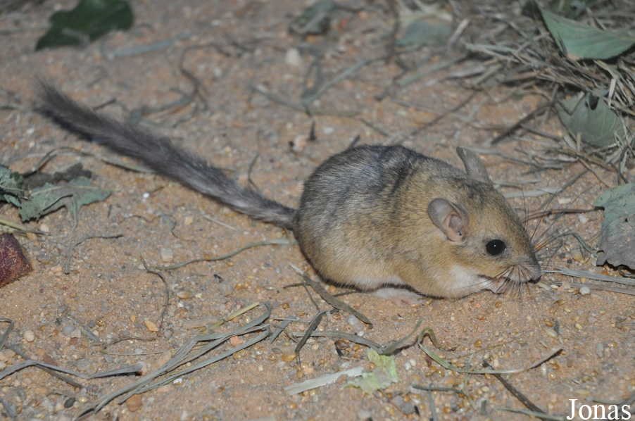 Sekeetamys calurus