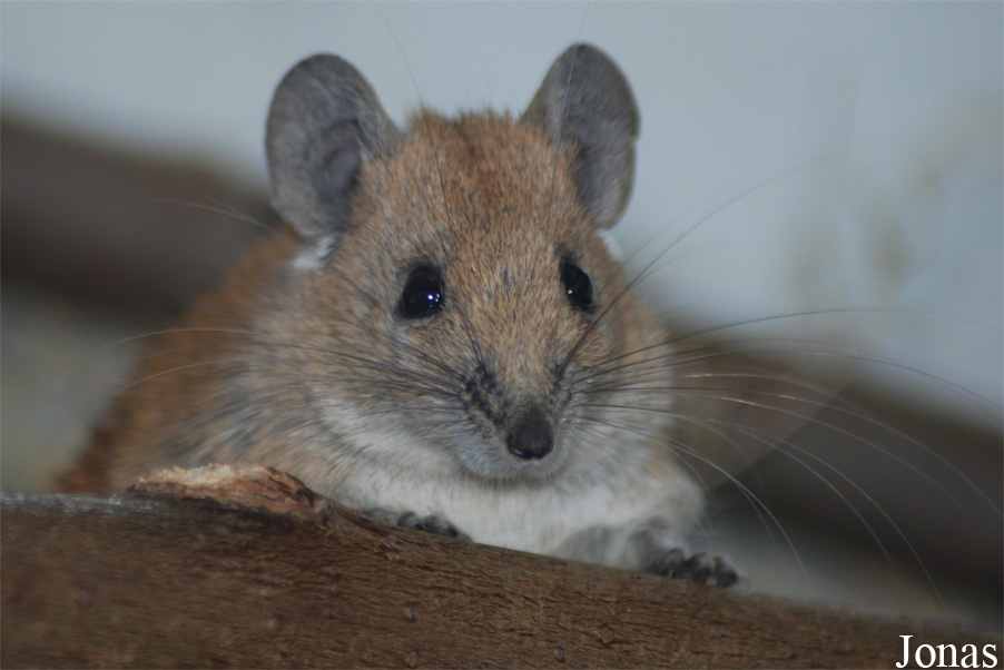Acomys russatus