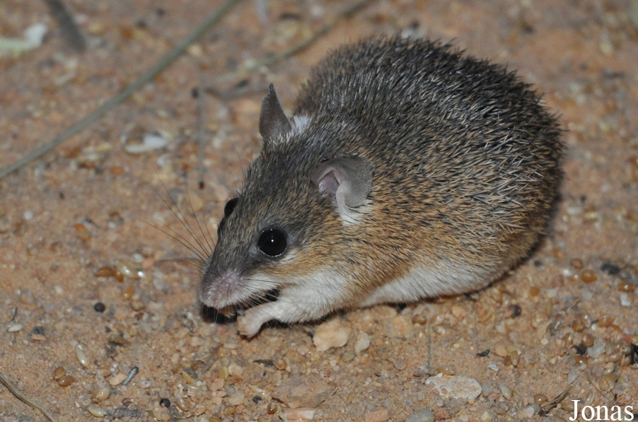 Acomys spinosissimus