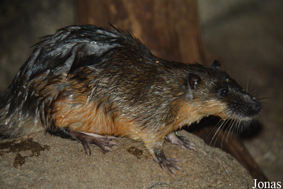 Hydromys chrysogaster